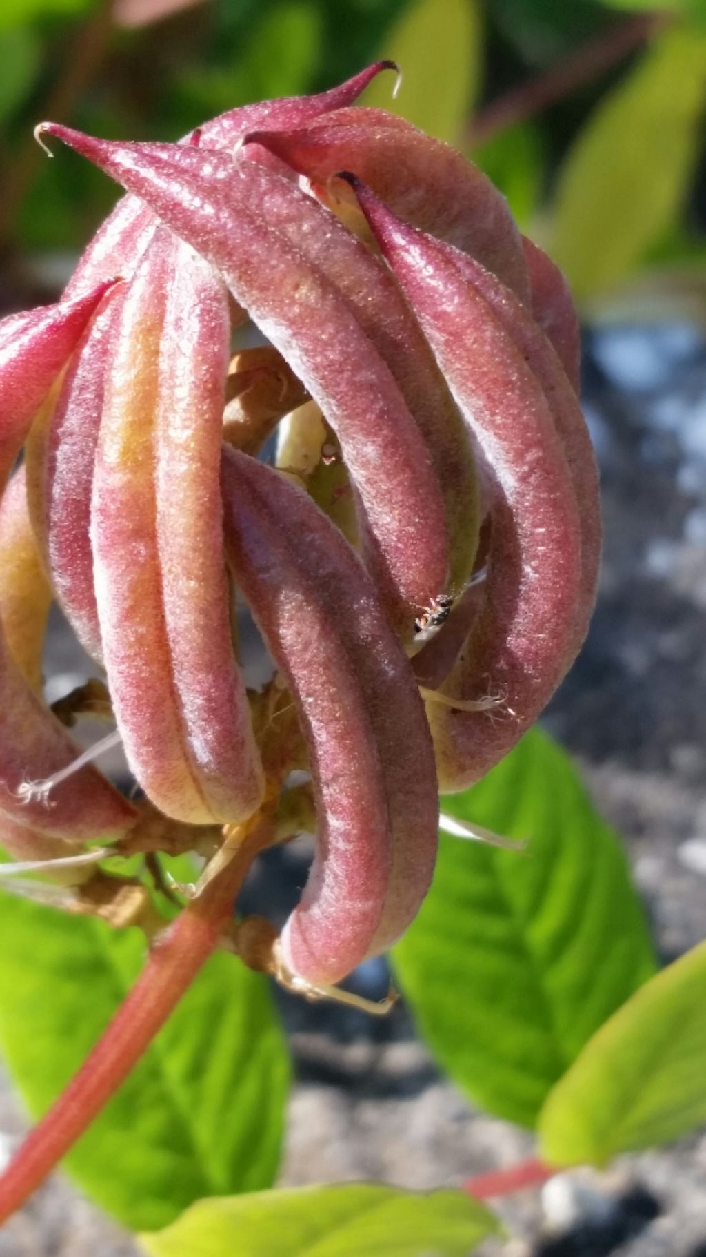 Astragalus glycyphyllos (Fabaceae)